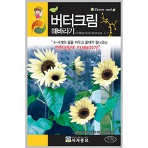 버터크림해바라기 30립/ 꽃씨 화단 꽃밭 정원 베란다텃밭 해바라기씨앗