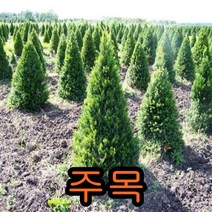 주목키80cm미터 1그루/꽃나무/나무 묘목