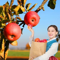 욜케이유 부사 꿀 사과 맛있는 정품 못난이 주스용 가정용 흠집 경북 충주 거창, 정품 중과로얄 35-38과 10kg