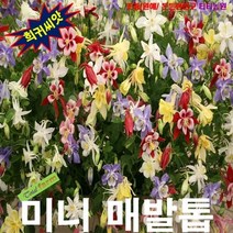 (희귀씨앗) 매발톱 미니혼합 15립