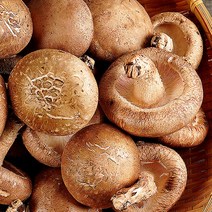 무농약 생 표고버섯 상품 4kg, 단품