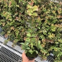 배롱나무(다이너마이트) 삽목1년 포트3그루 cid