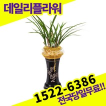 황금채홍 동양란 동양난 승진 영전 이취임 개업 축하 고급 난배달 당일 배송