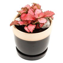 아침향기 공기정화식물 도토리화분 40종, 핑크스타, 도토리 스카이블루