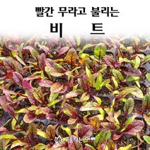 [모종심는아빠] 빨간 무라고 불리는 비트, 모종3개