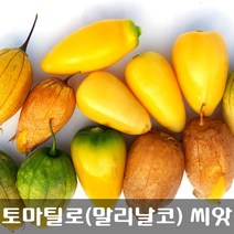 [해피플라워] 멕시칸 요리 재로 토마틸로 말리날코(Malinalco) 씨앗 300립 / 봄 파종 웰빙푸드 종자