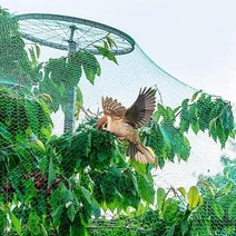 새그물망 새 그물망 농작물 보호 그물 방조망, 단품, DDB_상품선택