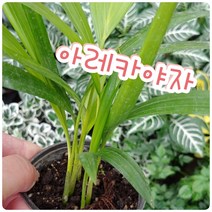 꽃나라엘리스 아레카야자-미우주항공국(NASA)에서 실내에 포름알데히드 제거 효율이 가장 높은식물로 선정