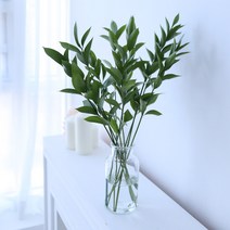 수경식물 실내공기정화식물 루스커스, 40cm 10p+시약병500ml, 1세트
