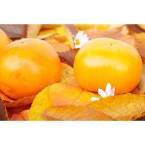 부유단감 송본단감 창원단감 진영단감 경남단감 5kg 10kg, 5kg M(23~27)