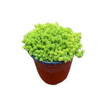 다육식물 200여종 다육 식물 최다종 화분, 다육식물_황금세덤, 1개, 1개