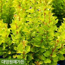 수입 매자나무 직립매자 정원수, 03. 타이니골드 20cm포트, 1개