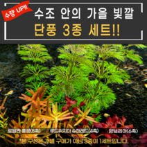 수초초보자3종 세트(루드위지아슈퍼레드4 암브리아6 로탈라홍콩8)