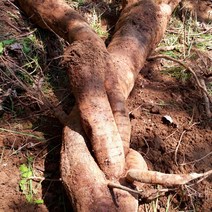 산마니산야초 깊은산속야생 생칡뿌리국산3kg, 1개
