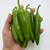 꼭지네 국내산 모닝고추 아삭이고추 오이맛고추 안매운고추 특품 1kg 3kg 5kg 10kg, 모닝고추(특) 10kg