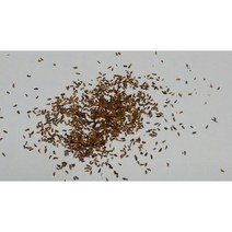 진달래씨앗 2g(200립)