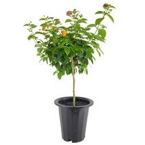 대성식물 향기나는 야생화 칠색화 칠변화 칠색조 난타나 란타나 외목대, 1개