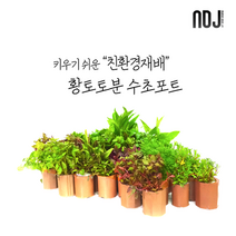 [ADJ] 키우기 쉬운 랜덤 토분수초포트 세트, 1포트