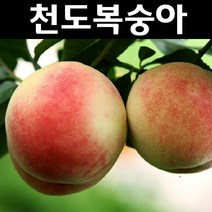 천도복숭아 (신비) 나무 묘목 R3cm 결실주 분묘 1개/유실수 과실수, 1개