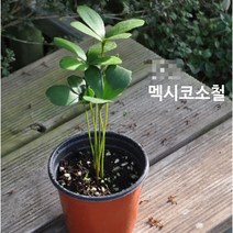 관엽/구근식물 멕시코소철 화분모종 4개(L0105)