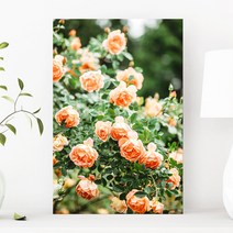 예쁜 힐링 풍수 인테리어 장미 데이지 튤립 꽃그림 모음 북유럽감성 식물액자, 20.샤론 피치로즈