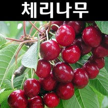 체리(스위트하트/자가수정) 접목1년(뿌리) 1개/나무 묘목/과실수/유실수