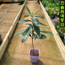 비파나무 실생 대방 접목묘, 02. 비파나무 실생 3년 H1.0m ~ 1.2m