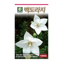 백도라지씨앗 / 흰도라지 1000립 약초 텃밭작물 가정원예 식물기르기 주말농장 산야초