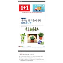 그린플랜트 공기정화식물 프렌치라벤다 1+1