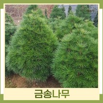 금송나무 묘목 상록수 실생5년 뿌리 2개
