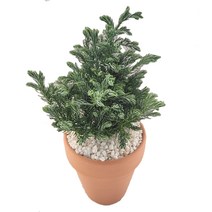 트리앤 블루버드/ 토분 블루버드/ 크리스마스트리 피톤치스 공기정화식물, 03. 토분 블루버드 1개