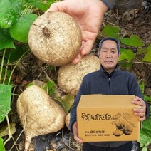 2022년 국내산 햇 히카마 10KG 얌빈 멕시코감자 제철 히카마즙, 히카마즙 100mlX50포
