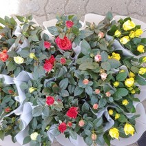 [성심] 미니장미(3개 묶음)239