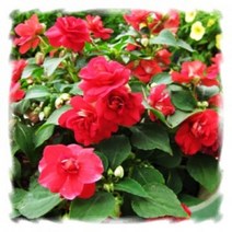 [꽃모종]임파첸스(더블), 살사레드 : 8cm분, 1개