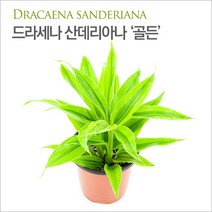 PRFISH 조경식물 드라세나 산데리아나 골든 (Dracaena Sanderiana), 1개, 1개