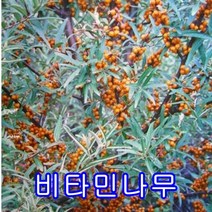 비타민 암나무7+숫3그루10주세트.묘목.나무묘목.판매 유실수.꽃나무.과실수