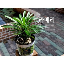 다육식물/선인장 라메리 화분모종 3개 (L0319)