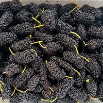 푸드맛봄 23년 고창 냉동 오디 특품 과상 2호 5kg(벌크), 단일옵션