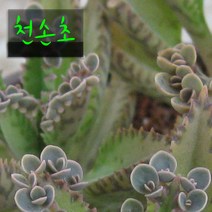 천손초(Kalanchoe다이그레몬티나) 지름 9cm 소품 다육화분, 1개
