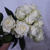 장미 - 마루시아 / 고속터미널꽃시장 꽃도매 서리풀플라워