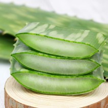 권도영알로에 유기농 생알로에 사포나리아 1kg 식용 먹는알로에, 알로에생잎 2kg, 1개