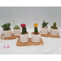 해송꽃농원 다육이 선인장 비모란(비목단) 2구 화분