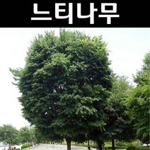 느티나무 실생2년(뿌리) 5개/나무 묘목/활엽수/정원용