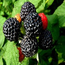 20년 햇 슈퍼복분자 복분자 토종복분자 가시복분자 5kg(OF)