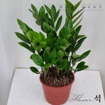 플라워석 금전수 중품 돈나무 공기정화식물 키우기 쉬운 반려식물 포트화분