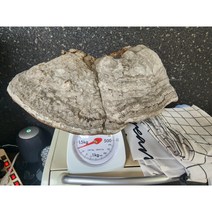건조 통말굽버섯 1.4kg 20만원