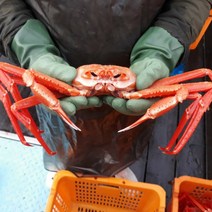 홍게 동해안 당일바리 고급 / 최상급 / 일반 홍게 마켓통 동해 자숙홍게, 특 A급 자숙 홍게 10마리 내외