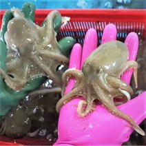 국산 활 봄 주꾸미 서해안 알배기 쭈꾸미 1kg 산지직송 산소포장, [급랭] 봄 주꾸미 1kg, 1개
