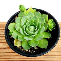 꽃나무팜 에메랄드자이언트 바위솔 월동다육 국민다육이 다육이키우기