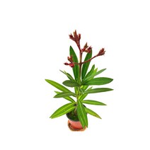 [소예방] 유도화 소품 공기정화식물 플랜테리어, 1개